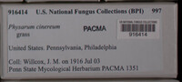 Physarum cinereum image